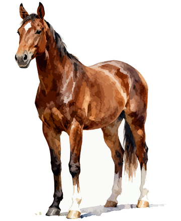 水彩骏马站立插画