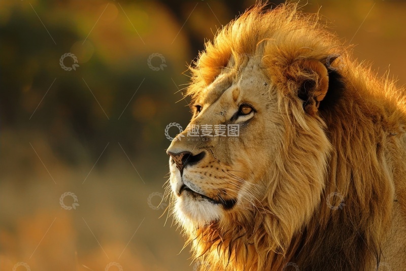 高清大图下载【趣麦麦图】一只狮子特写摄影