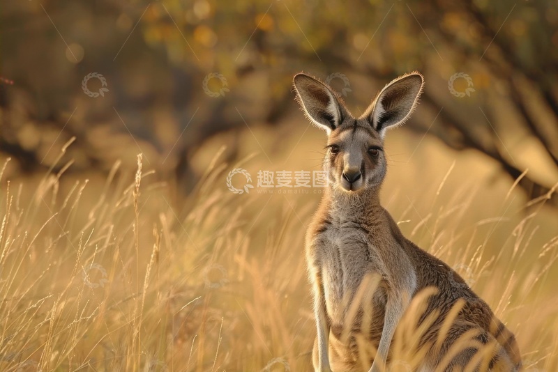 高清大图下载【趣麦麦图】荒原里的一只袋鼠