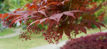 秋枫红叶园艺景观