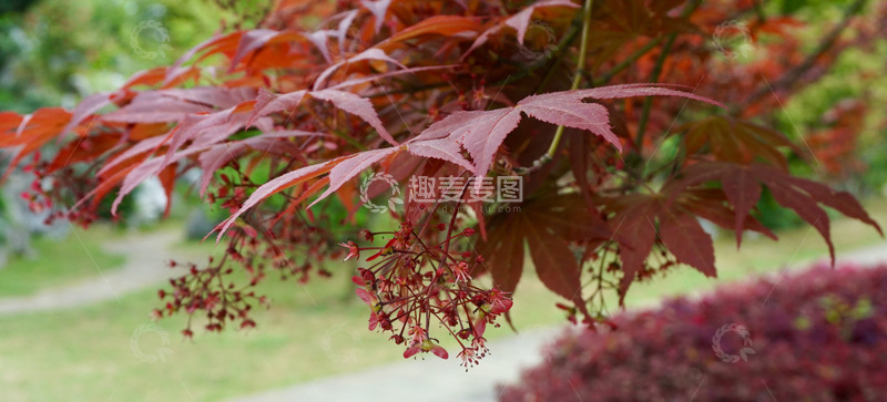 高清大图下载【趣麦麦图】秋枫红叶园艺景观