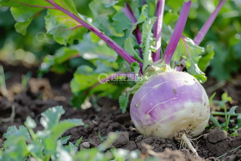 高清大图下载【趣麦麦图】地里生长的白色萝卜