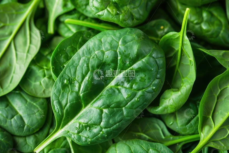 高清大图下载【趣麦麦图】绿色的菠菜美食