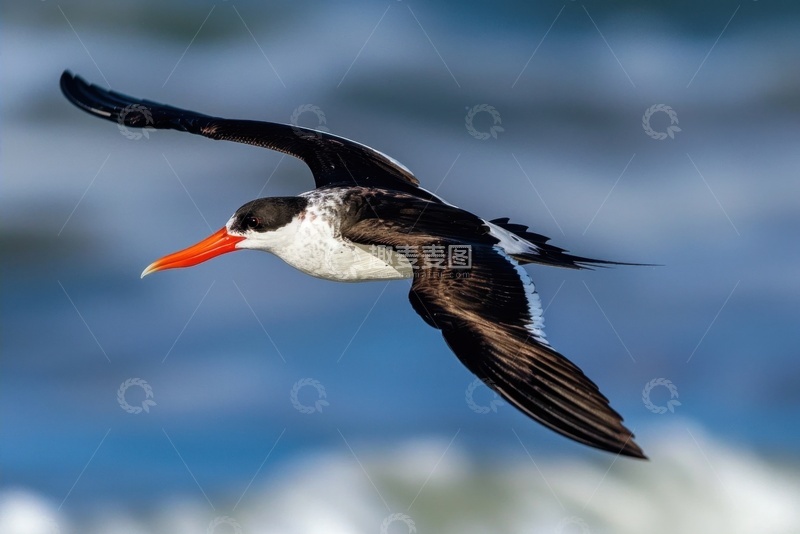 高清大图下载【趣麦麦图】飞翔在天空中的红嘴鸟