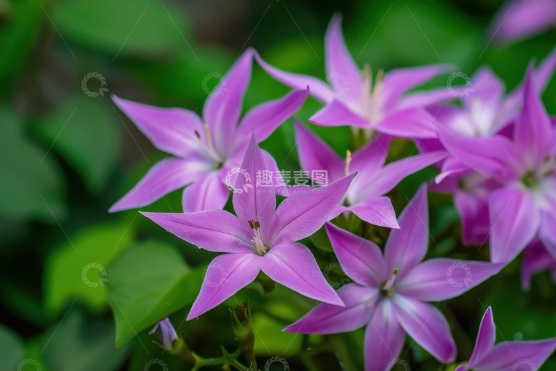 高清大图下载【趣麦麦图】盛开的紫色鲜花花簇