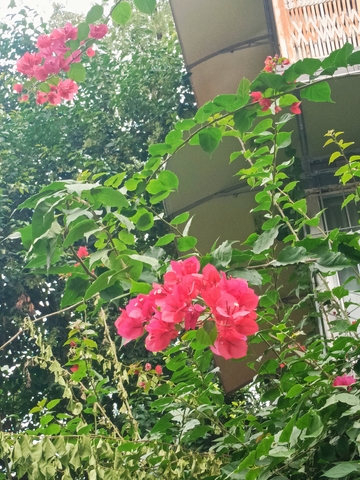 绿意盎然红花绽放庭院美景