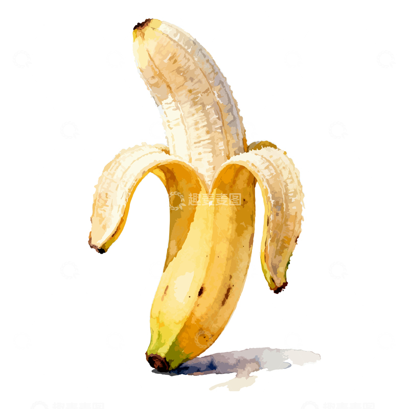 源文件下载【趣麦麦图】水彩香蕉水果插画设计素材