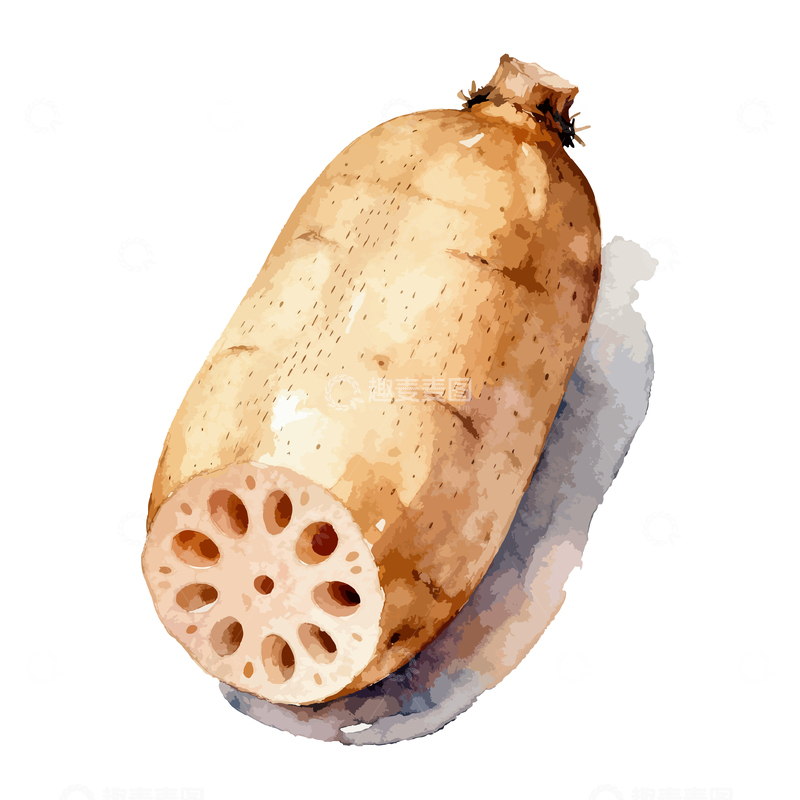 源文件下载【趣麦麦图】-水彩画莲藕食材插画