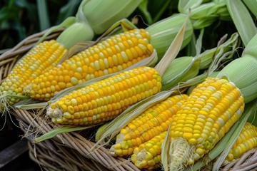 一堆金色的玉米