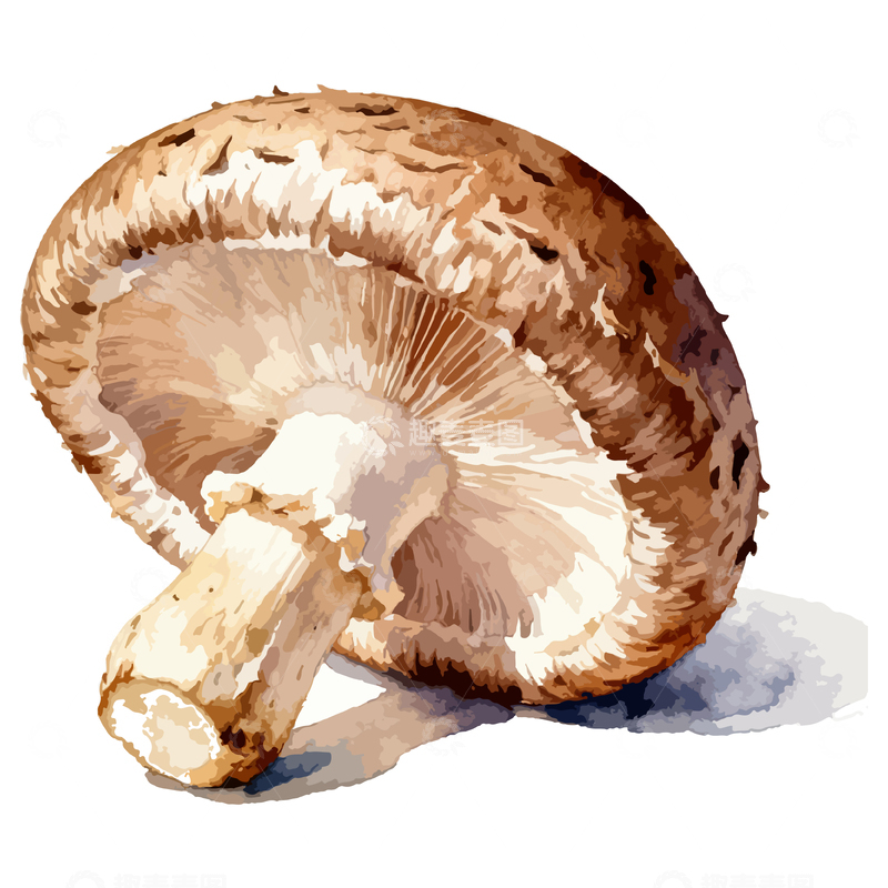 源文件下载【趣麦麦图】水彩香菇食材插画设计元素