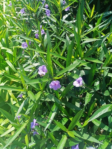 绿意盎然紫花绽放