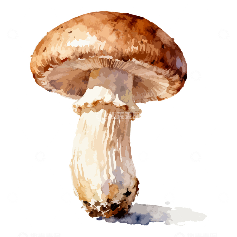 源文件下载【趣麦麦图】水彩香菇美食插画设计素材