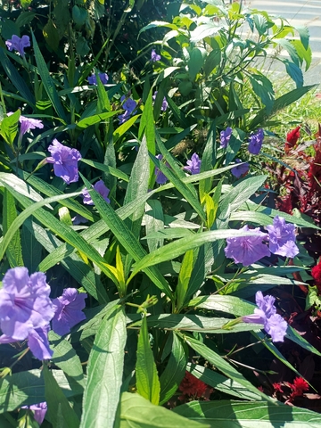 花园紫花绿叶相映成趣