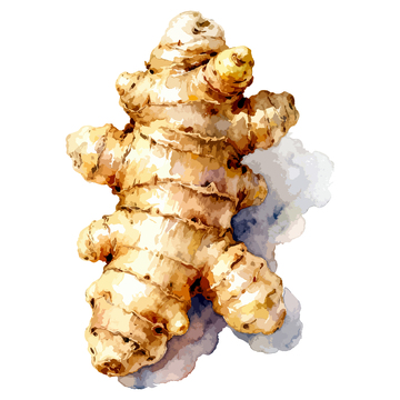 水彩风格姜块食材插画