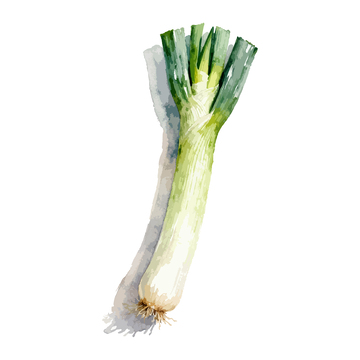 水彩大葱蔬菜插画设计素材