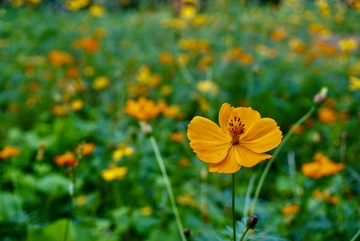 自然风景黄花盛开草地生机