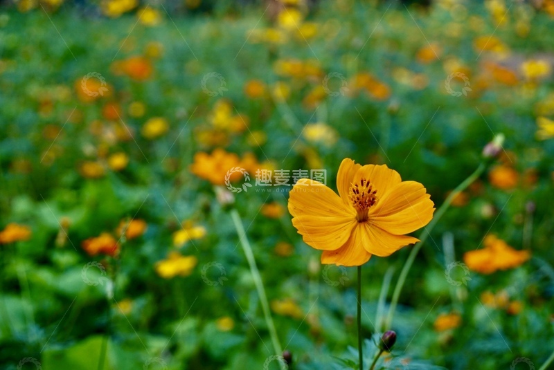 自然风景黄花盛开草地生机