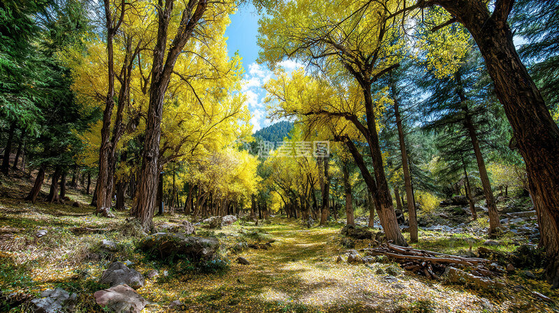 树林  鎏金  虬枝  