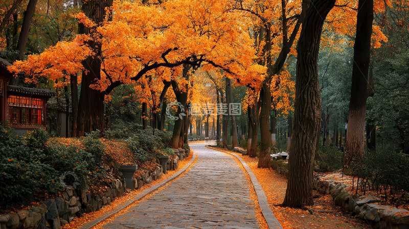 高清大图下载【趣麦麦图】林间  寂寥  叠彩 