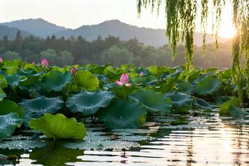 荷花池自然风光摄影