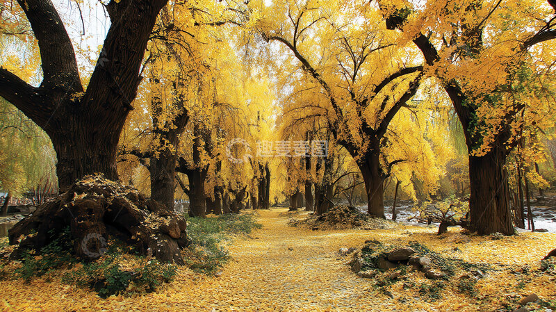 树林  鎏金  簌簌