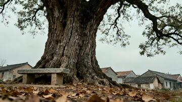 古村老树秋意浓
