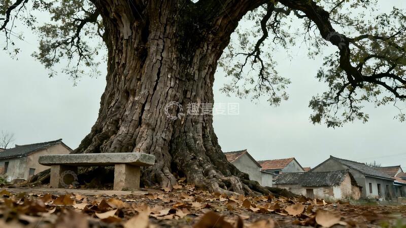 高清大图下载【趣麦麦图】古村老树秋意浓