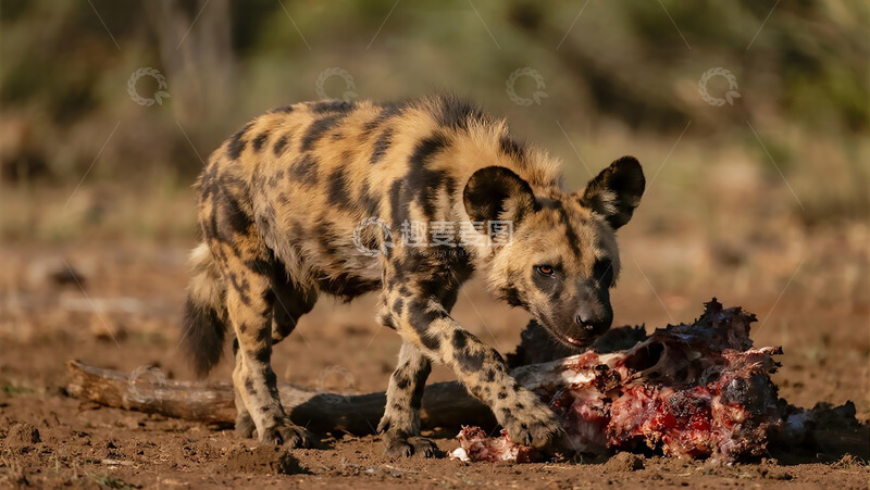 高清大图下载【趣麦麦图】生物百科凶兽之啃食的鬣狗