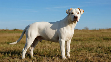 生物百科凶兽之杜高犬