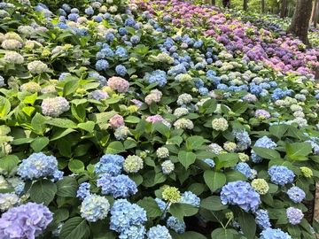 绣球花海自然风景摄影