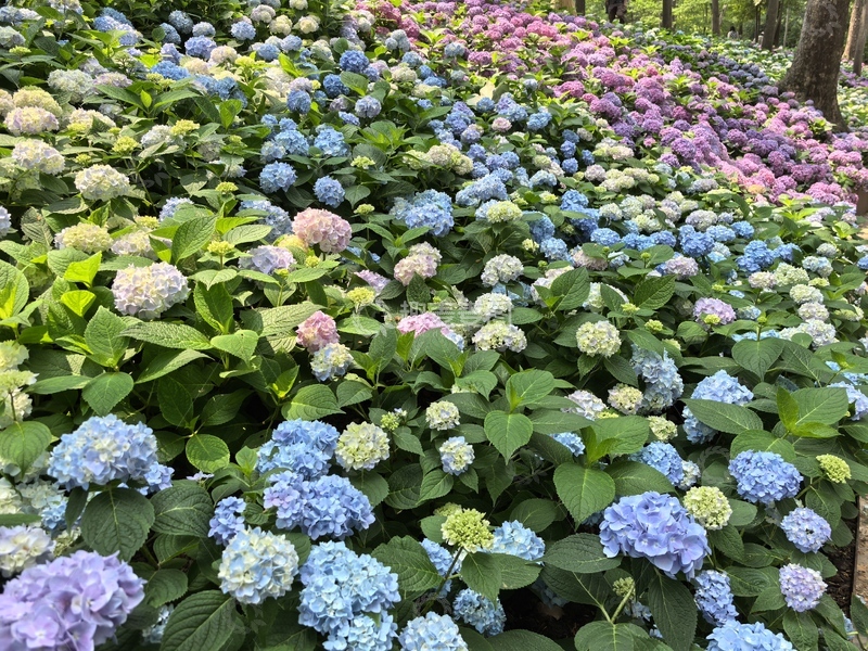 绣球花海自然风景摄影