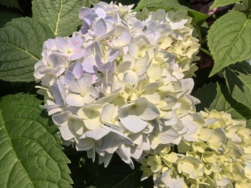 自然风绣球花摄影图片