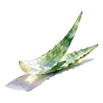 水彩芦荟叶插画