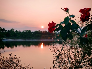 夕阳下的玫瑰