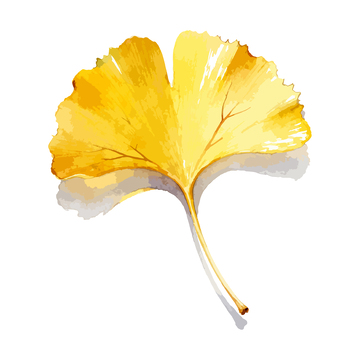 水彩银杏叶矢量插画素材