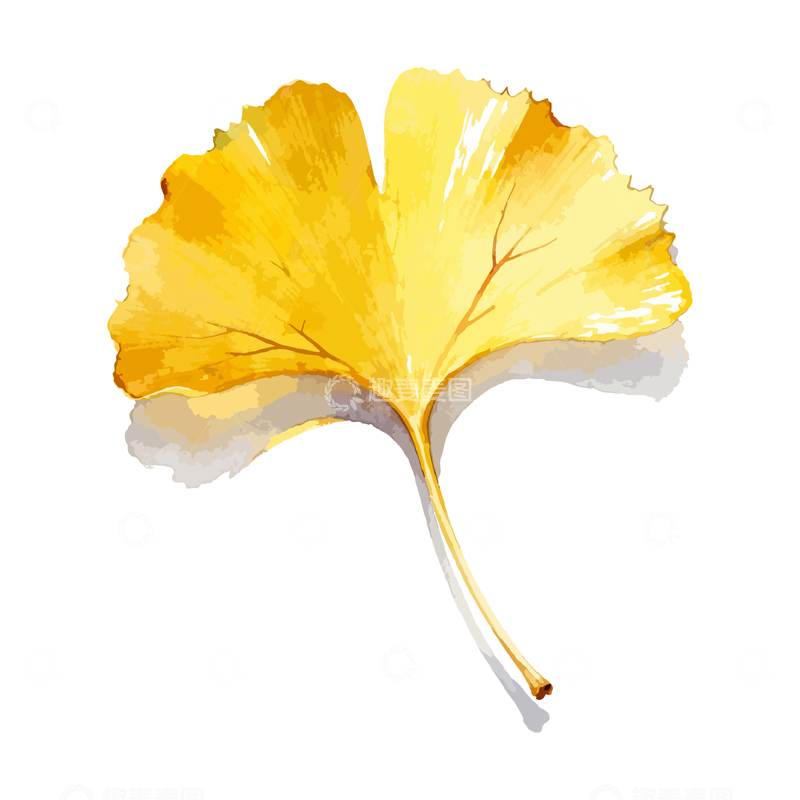源文件下载【趣麦麦图】水彩银杏叶矢量插画素材