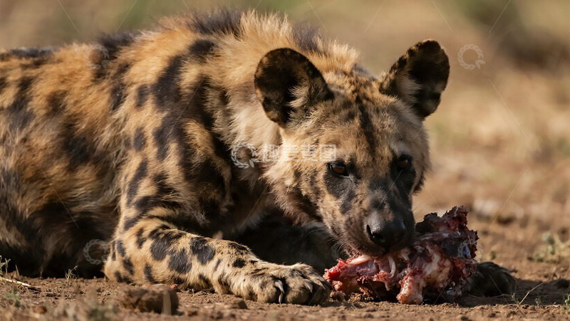 高清大图下载【趣麦麦图】生物百科凶兽之进食的鬣狗