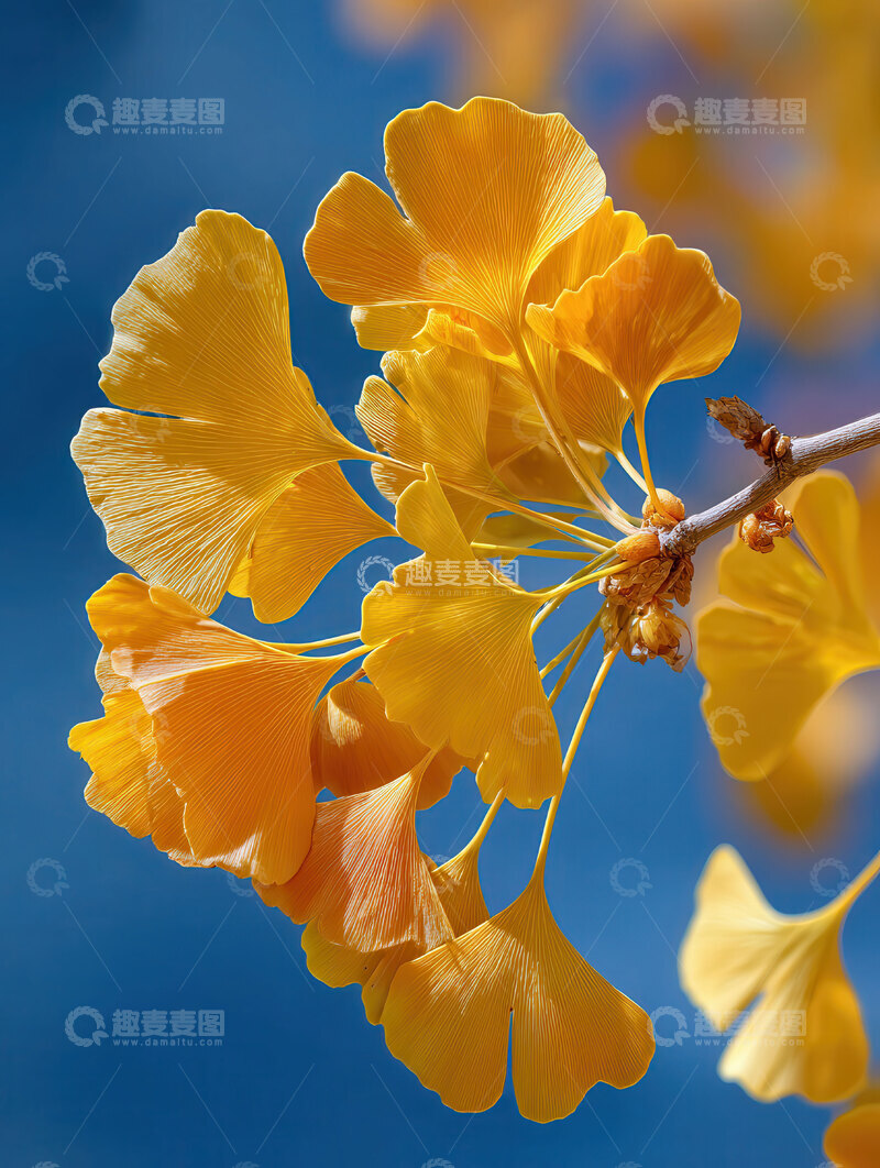 银杏叶  鎏金  薄翼 