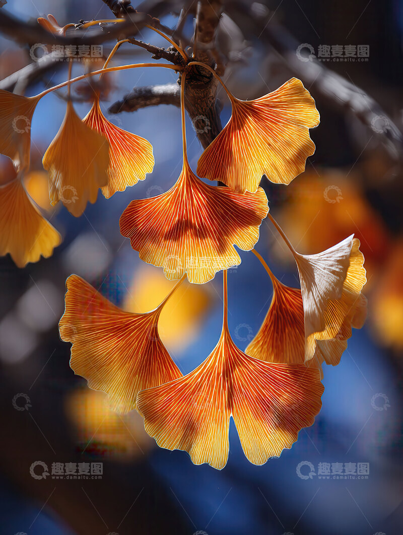 银杏叶  鎏金  秋信 