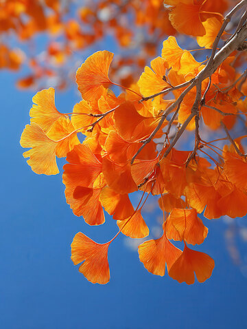 银杏叶  鎏金  纯粹  