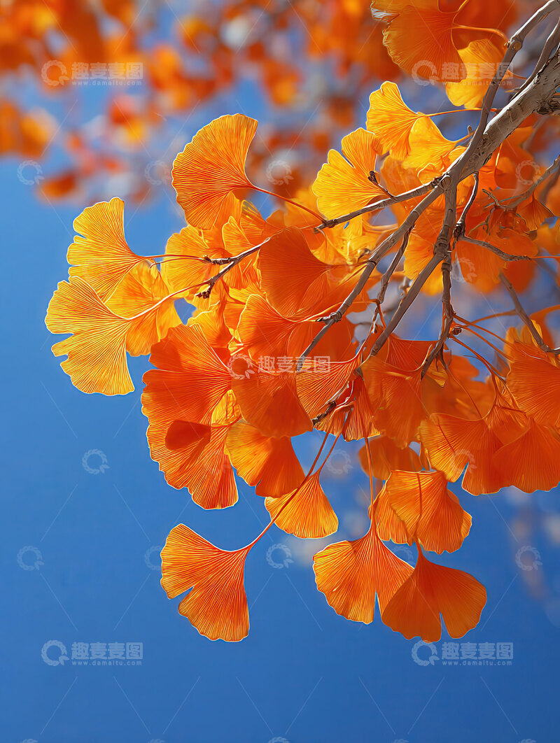 银杏叶  鎏金  纯粹  