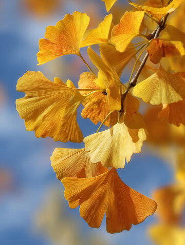 银杏叶  鎏金  华贵 