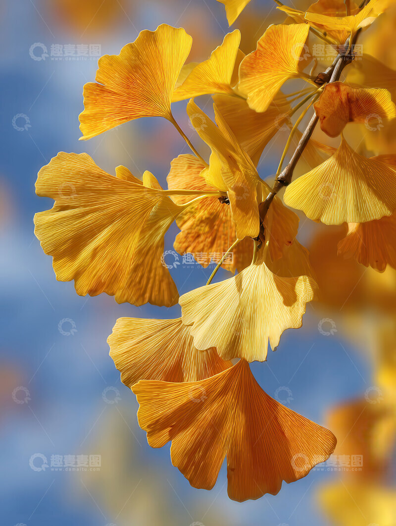 高清大图下载【趣麦麦图】银杏叶  鎏金  华贵 
