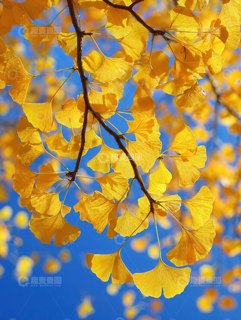 银杏叶  鎏金  诗笺