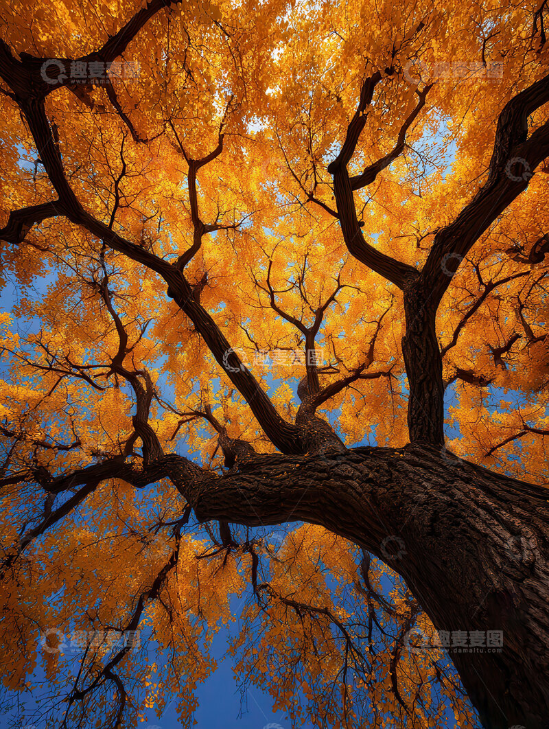 银杏叶  鎏金  沁凉