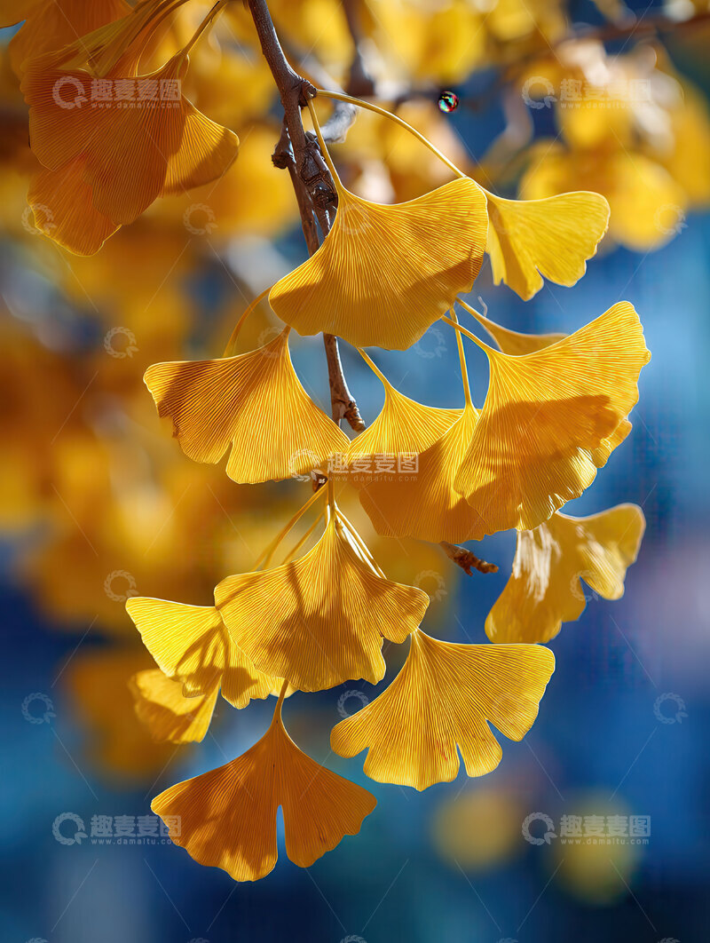 高清大图下载【趣麦麦图】银杏叶  鎏金  亮泽 