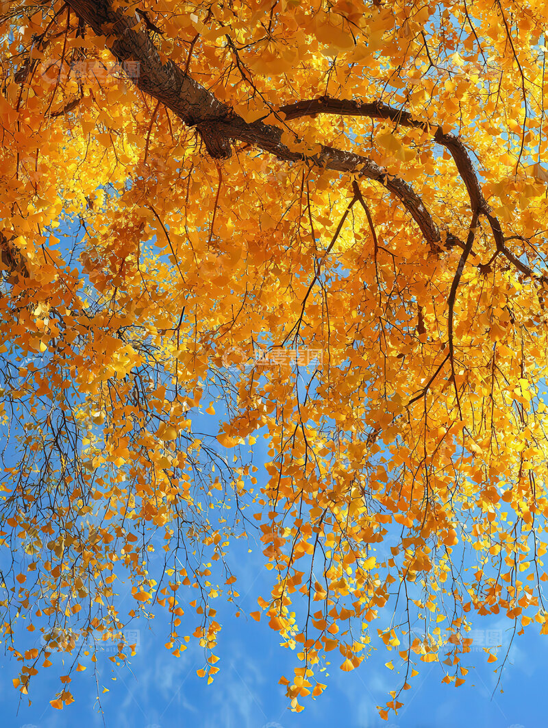 高清大图下载【趣麦麦图】银杏叶  鎏金  镶边  