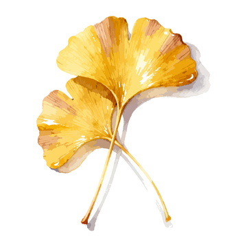 水彩银杏叶插画