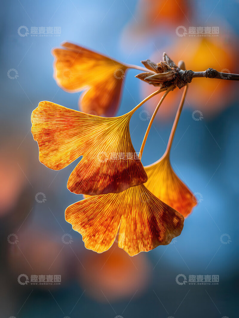 银杏叶  鎏金  秋信  