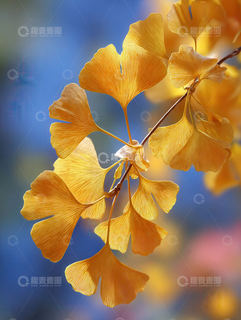 高清大图下载【趣麦麦图】银杏叶  鎏金  韶华  